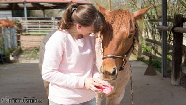 Pferd richtig putzen: Die wichtigsten Schritte für ein sauberes und glückliches Pferd