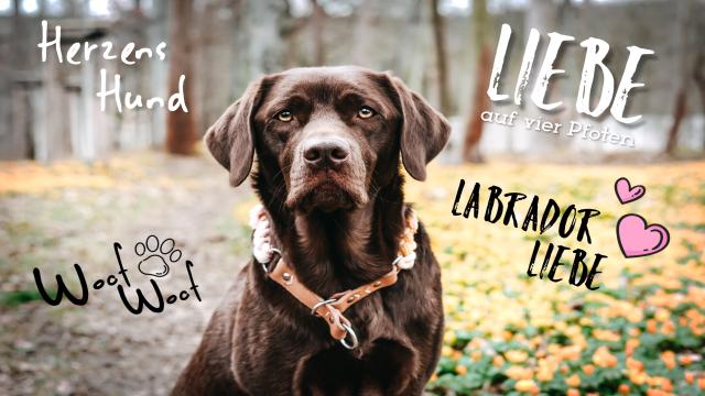 Labrador Laika