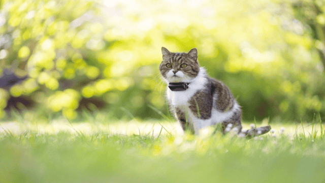 Katze an Freigang gewöhnen: Die besten Tipps zum Erfolg