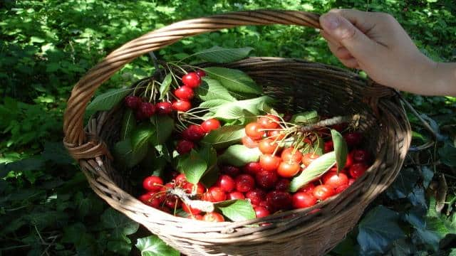 Kirschsuppe: Rezept für die sommerliche Fruchtsuppe