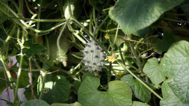 Kiwano: Pflanzen, Ernte & Geschmack der Horngurke