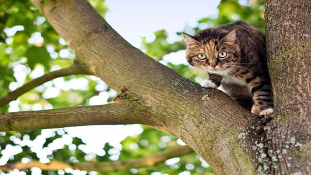 Wurmkur bei der Katze