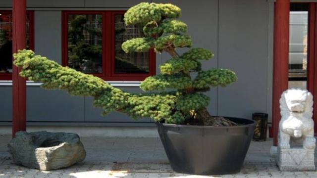 Bonsai züchten