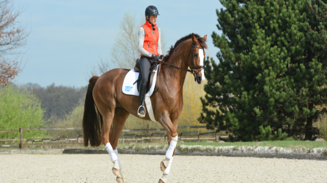 Endlich den fliegenden Wechsel reiten: So erarbeitest du ihn dir mit deinem Pferd