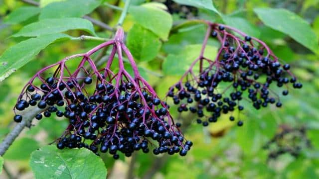 Holundersaft-Rezept: Kalt oder warm, aber auf jeden Fall gesund