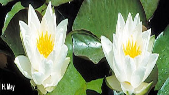 Wasserparadiese im Garten