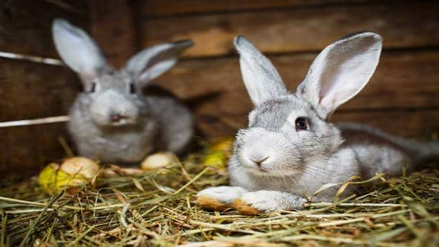 Wie man den Kleintierstall winterfest macht