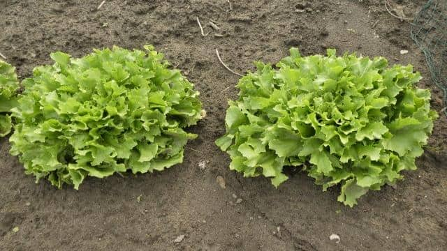 Endiviensalat zubereiten: So wird der gesunde Salat lecker