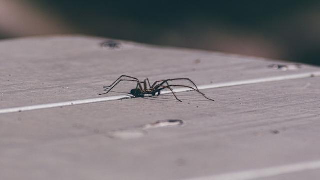 Mit diesen 9 Hausmitteln vertreibst du Spinnen am besten