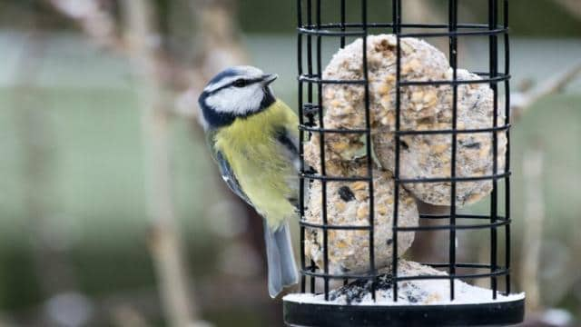 Fettfutter für Vögel: Worauf man achten sollte