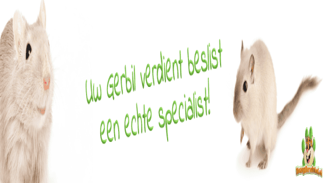 Alles für Ihre Rennmaus im Gerbil-Webshop!