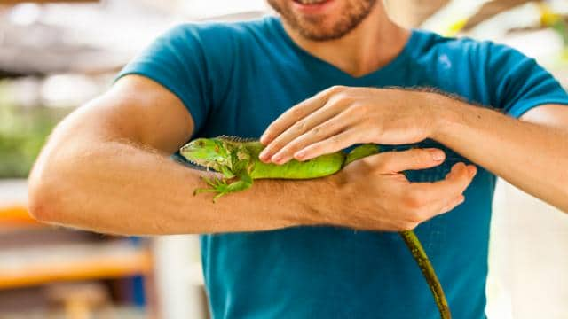 Futtertiere für Reptilien richtig aufbewahren