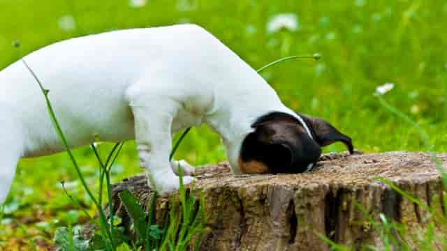 Mit Hund Gassi gehen: Tolle Spaziergänge mit Bindungsgarantie