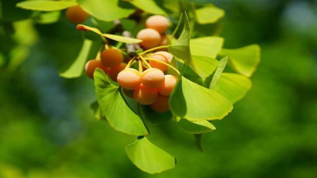 Ginkgo Frucht – Aussehen, Merkmale und Verbreitung