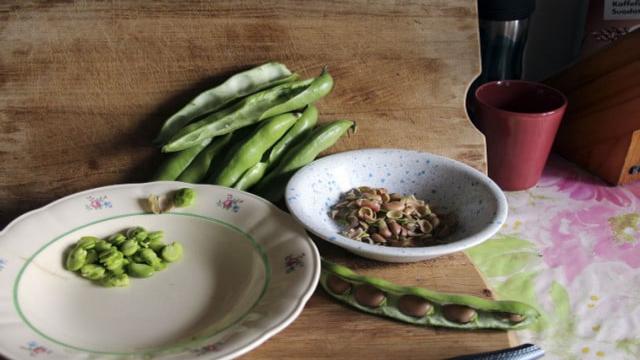 Dicke Bohnen kochen: Tipps und die optimale Kochzeit