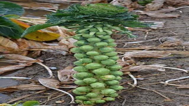 Rosenkohl richtig zubereiten – vitaminreich und gesund durch den Winter