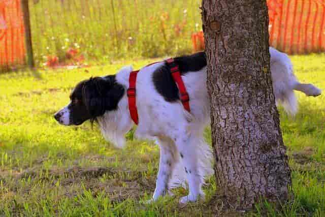 Wie oft urinieren Hunde am Tag?