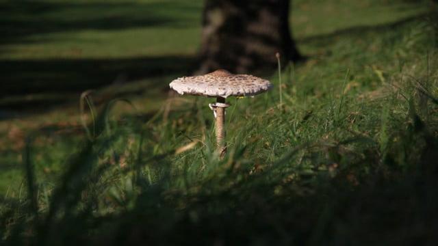 Wiesenchampignons erkennen: Achtung, Verwechslung!