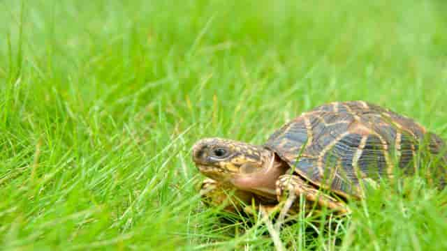 Langsamer Freund: Das Leben mit einer Schildkröte