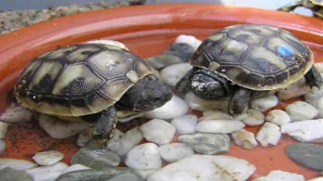 Anschaffung von Landschildkröten