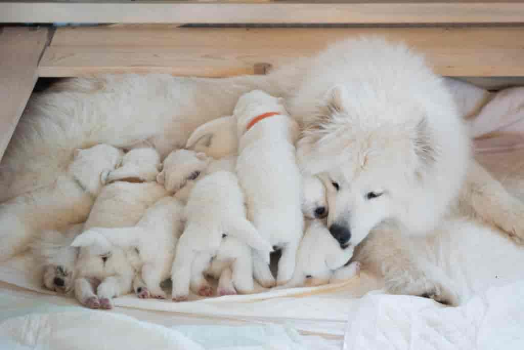 Wie viele Welpen bekommt ein Hund im Durchschnitt? (Antwort)