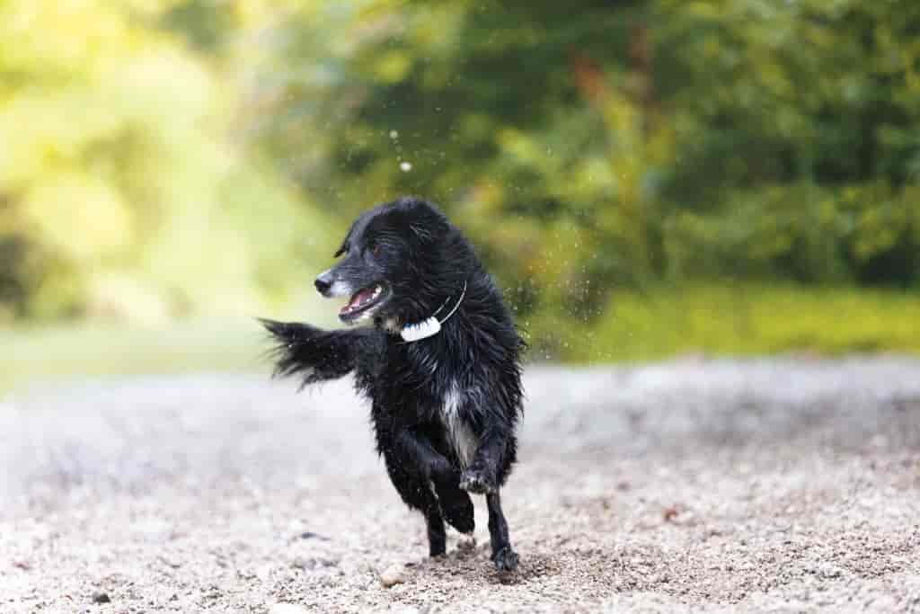 Warum Hunde so viel schlafen: 10 Faktoren, die den Schlaf deines Hundes beeinflussen