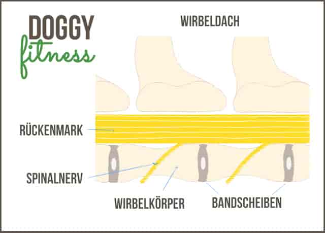 Die Wirbelsäule vom Hund – das solltest du unbedingt wissen!