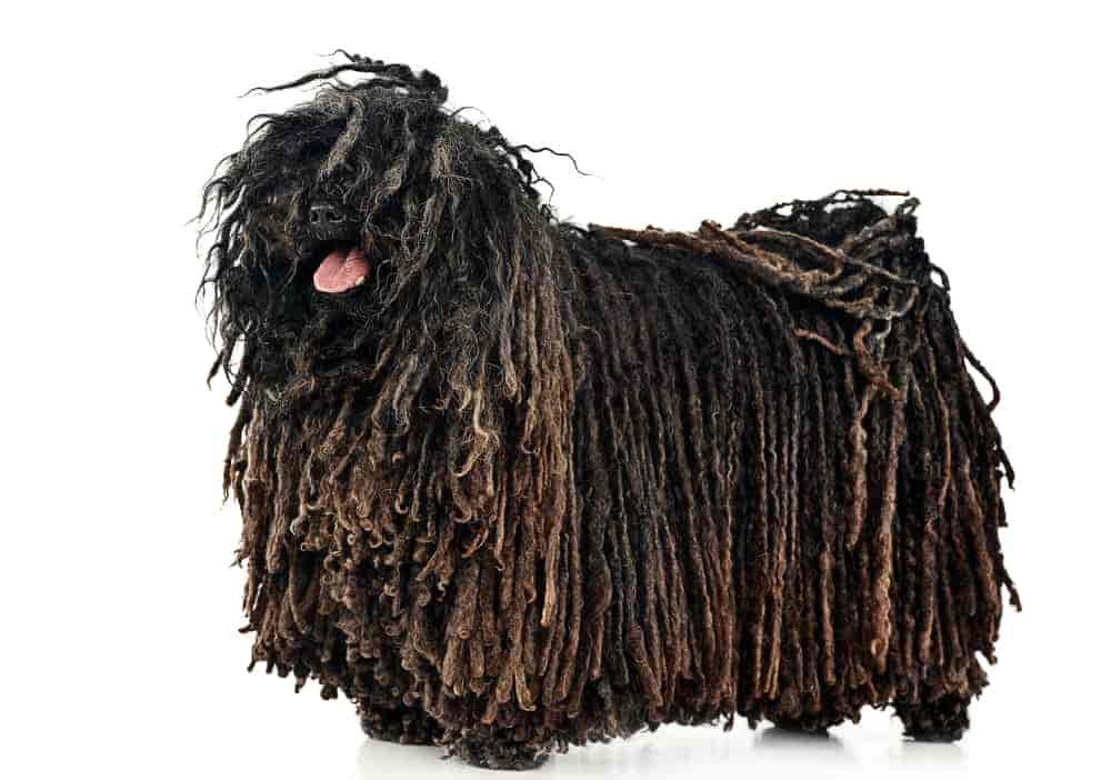 Wischmop Hunde: Diese 3 Hunde haben Dreadlocks (Mit Bildern)