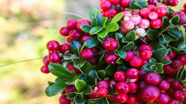 Cranberry oder Preiselbeere: Was genau ist der Unterschied?