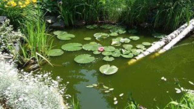 Teichsauger kaufen – Schlamm effektiv im Teich entfernen