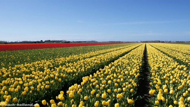 Reisetipps zur Tulpenblüte