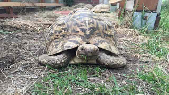 Schildkröten kaufen