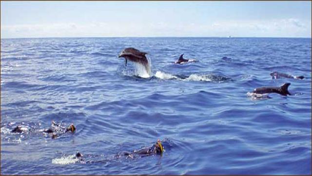 Portugal Schwimmen mit Delfinen