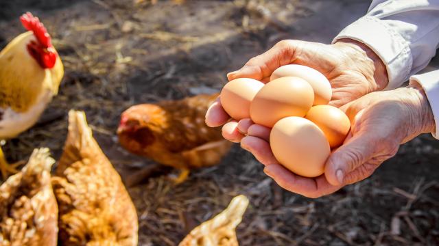 Regional einkaufen: Frische Lebensmittel vor Ort kaufen