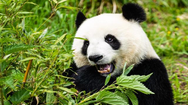 Kindergeburtstag feiern in und um Berlin: Tolle Ideen von Atelier bis Zoo