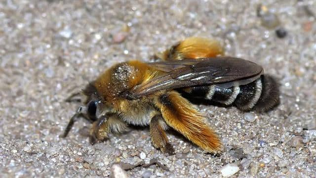 Wildbienen: Fortpflanzung, Lebensweise und Schutz