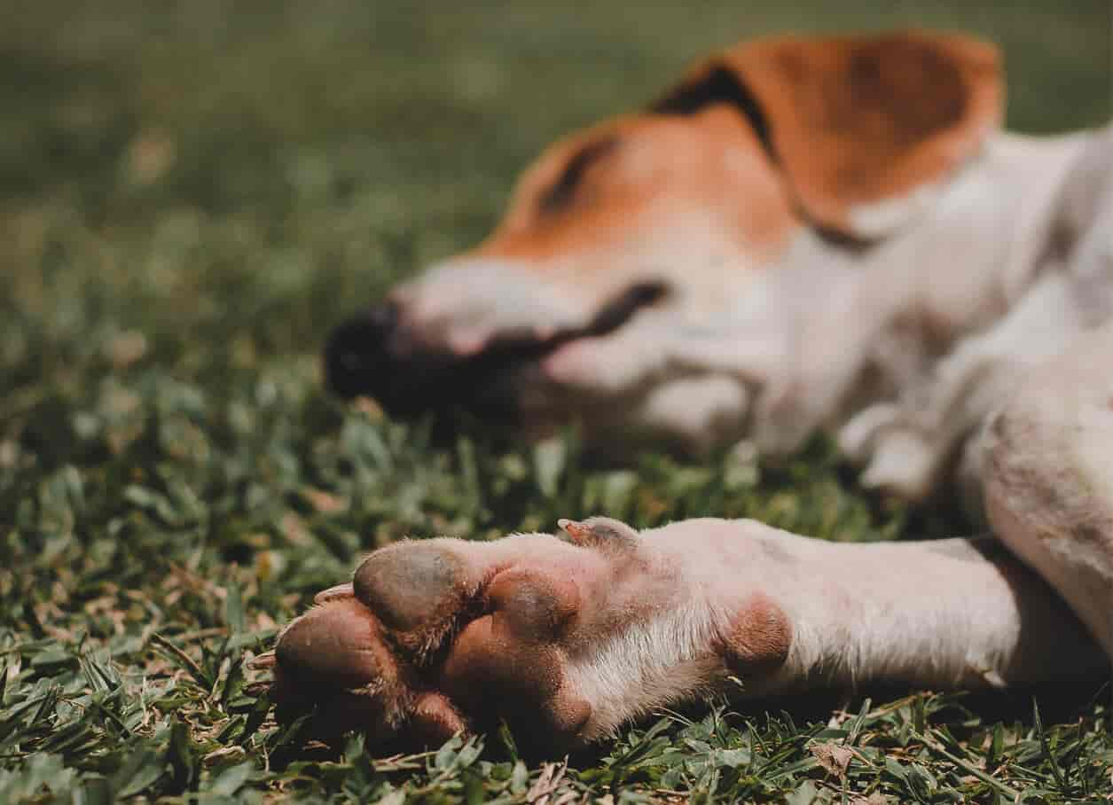 Dein Hund hat sich die Pfote wund gelaufen? Das kannst du tun