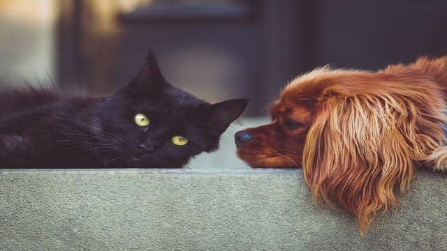 Wurmkur für Hund und Katze: Alles, was Du wissen musst