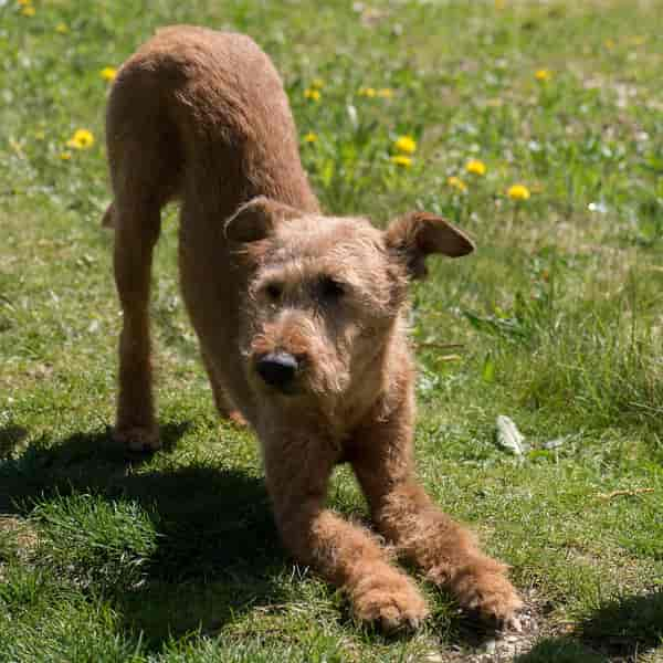 Doga: How to Start Practicing Yoga with Your Dog