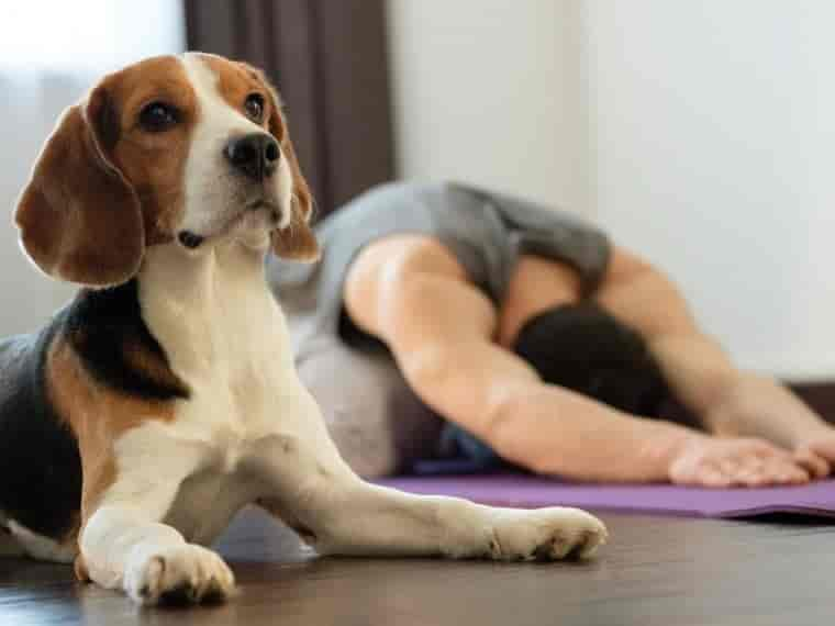 Yoga mit Hund: 3 Übungen für Zuhause