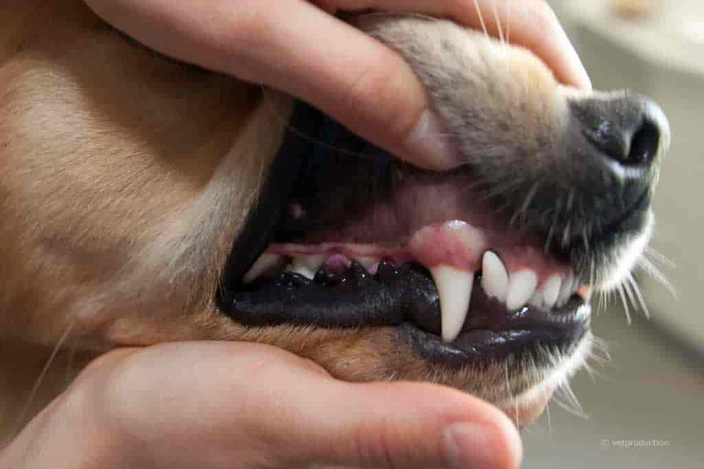 Zahnstein beim Hund – Was hilft?