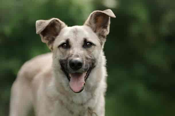 Zahnfleischentzündung Hund → Käse löst das Problem!