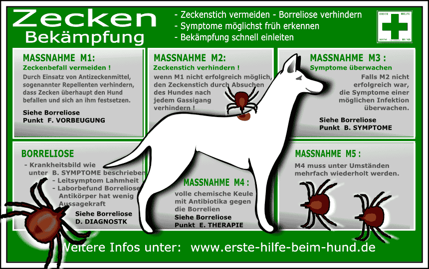 NOTFALL-CHECKLISTE : Zeckenbiss beim Hund