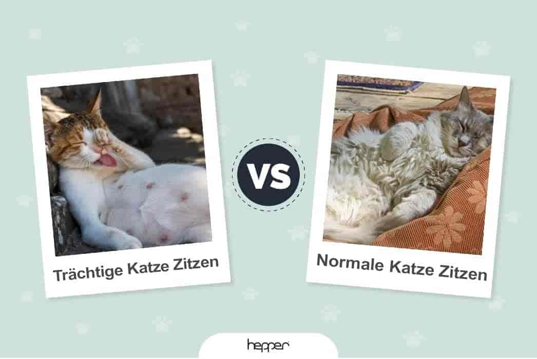 Trächtige Katzenzitzen vs. normale Katzenzitzen: Was ist der Unterschied?