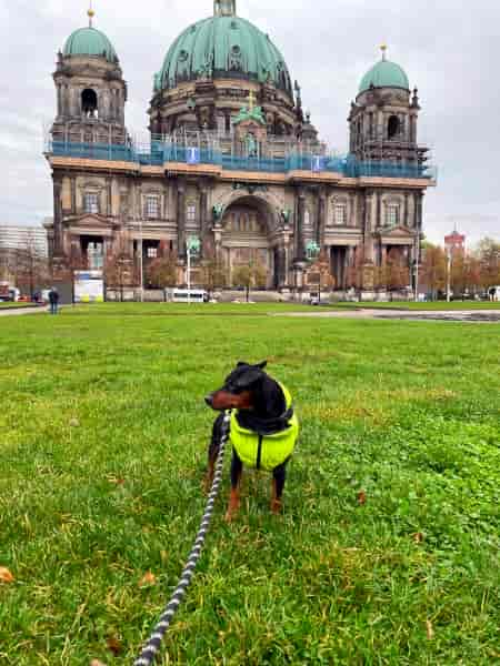 Traveling to Berlin with a dog