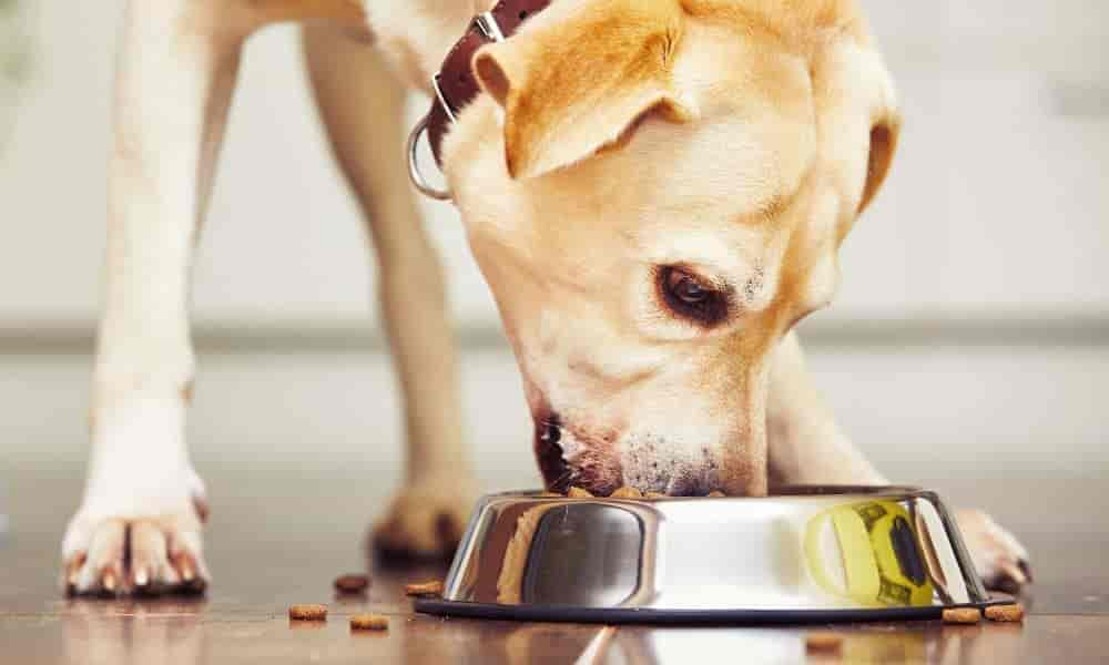 Zu viel Protein beim Hund: Symptome & richtige Menge erklärt