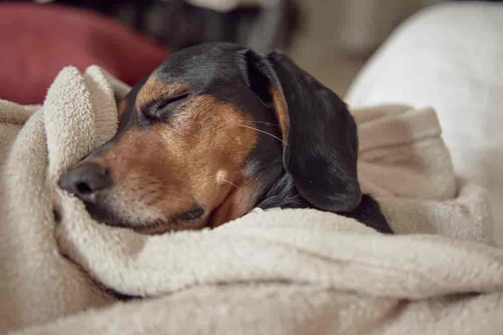 Flüssigkeitsgefüllte Zyste beim Hund: Arten & Behandlung